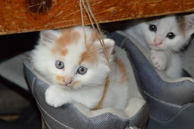 kočky v taškách