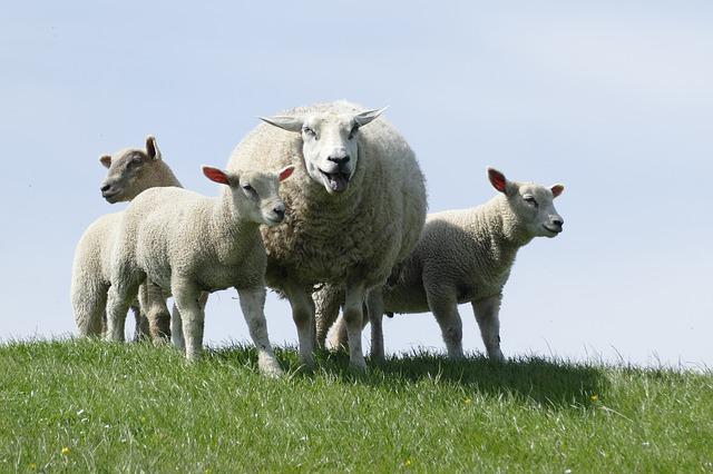 vysmátá ovce